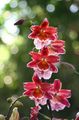   röd Krukblommor Vuylstekeara-Cambria örtväxter Fil
