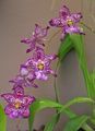   vijolična Sobne Rastline, Sobne cvetje Vuylstekeara-Cambria travnate fotografija
