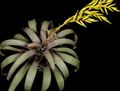   жут Затворени Погони, Затворене Цветови Вриесеа травната / Vriesea фотографија