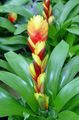   yellow Indoor Plants, House Flowers Vriesea herbaceous plant Photo