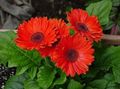   rouge des fleurs en pot Daisy Transvaal herbeux / Gerbera Photo