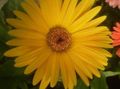   jaune des fleurs en pot Daisy Transvaal herbeux / Gerbera Photo