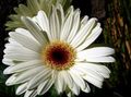   biały Pokojowe Kwiaty Gerbera trawiaste zdjęcie