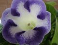   světle modrá Pokojové květiny Sinningia (Gloxínie) bylinné / Sinningia (Gloxinia) fotografie