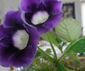   donkerblauw Huis Bloemen Sinningia (Gloxinia) kruidachtige plant foto