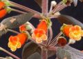   oranje Huis Bloemen Boom Gloxinia kruidachtige plant / Kohleria foto