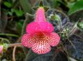   ピンク 屋内植物, ハウスフラワーズ ツリーグロキシニア 草本植物 / Kohleria フォト