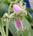   leylak Kapalı bitkiler, Evin çiçekler Ağaç Gloksinya otsu bir bitkidir / Kohleria fotoğraf