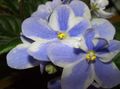   ljusblå Krukblommor Afrikansk Violet örtväxter / Saintpaulia Fil