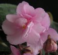   粉红色 楼花 非洲紫罗兰 草本植物 / Saintpaulia 照