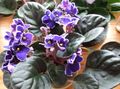   purpurs Māja Ziedi Āfrikas Violets zālaugu augs / Saintpaulia Foto