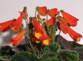   kırmızı Kapalı bitkiler, Evin çiçekler Smithiantha otsu bir bitkidir fotoğraf