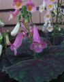   leylak Kapalı bitkiler, Evin çiçekler Smithiantha otsu bir bitkidir fotoğraf