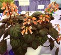 mynd Smithiantha Herbaceous Planta lýsing