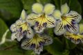   gul Krukblommor Strep örtväxter / Streptocarpus Fil