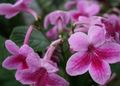   ružová Kvetinové Kvety Strap trávovitý / Streptocarpus fotografie
