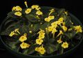   jaune des fleurs en pot Episcia herbeux Photo