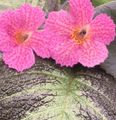   粉红色 楼花 Episcia 草本植物 照