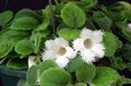   თეთრი შიდა მცენარეები, სახლი ყვავილები Episcia ბალახოვანი მცენარე სურათი