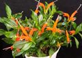   oranžový Pokojové květiny Rtěnka Rostlin,  bylinné / Aeschynanthus fotografie