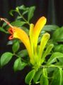   yellow Indoor Plants, House Flowers Lipstick plant,  / Aeschynanthus Photo