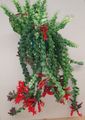   црвено Затворени Погони, Затворене Цветови Липстицк Биљка,  травната / Aeschynanthus фотографија