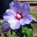   šeřík Pokojové květiny Ibišek křoví / Hibiscus fotografie