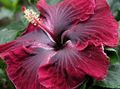   koyu kırmızı Kapalı bitkiler, Evin çiçekler Ebegümeci çalı / Hibiscus fotoğraf