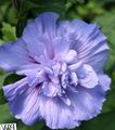   lichtblauw Huis Bloemen Hibiscus struik foto