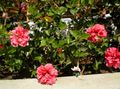   rožinis Vidinis augalai, Namas Gėlės Hibiscus krūmas Nuotrauka