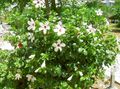   alb Plante de Interior, Flori de Casa Hibiscus arbust fotografie