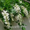   bela Sobne Rastline, Sobne cvetje Glicinija liana / Wisteria fotografija