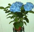   világoskék Ház Virágok Hortenzia, Lacecap cserje / Hydrangea hortensis fénykép