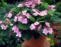   rózsaszín Ház Virágok Hortenzia, Lacecap cserje / Hydrangea hortensis fénykép