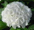   bianco I fiori domestici Ortensia, Lacecap gli arbusti / Hydrangea hortensis foto
