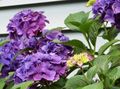   leylak Kapalı bitkiler, Evin çiçekler Ortanca, Lacecap çalı / Hydrangea hortensis fotoğraf