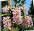   rosa Topfblumen Dendrobium Orchidee grasig Foto
