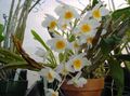   wit Huis Bloemen Dendrobiumorchidee kruidachtige plant foto