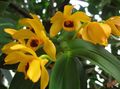   geel Huis Bloemen Dendrobiumorchidee kruidachtige plant foto