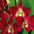   rouge des fleurs en pot Orchidée Dendrobium herbeux Photo