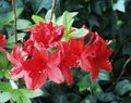   червен Интериорни цветове Азалии, Pinxterbloom храсти / Rhododendron снимка