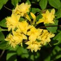   amarillo Flores de salón Azaleas, Pinxterbloom arbustos / Rhododendron Foto