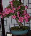   rózsaszín Ház Virágok Azálea, Pinxterbloom cserje / Rhododendron fénykép
