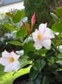  λευκό Εσωτερικά λουλούδια Dipladenia, Mandevilla αιωρούμενα φωτογραφία