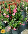   ροζ Εσωτερικά λουλούδια Dipladenia, Mandevilla αιωρούμενα φωτογραφία