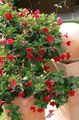   красный Комнатные Растения, Домашние Цветы Дипладения ампельные / Dipladenia Фото