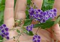   violet Plante de Interior, Flori de Casa Duranta, Picături De Miere, Dewdrop De Aur, Porumbel Boabe copac fotografie