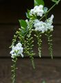   beyaz Kapalı bitkiler, Evin çiçekler Duranta, Bal Damlaları, Altın Çiğ Damlası, Güvercin Berry ağaç fotoğraf