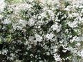   biely Kvetinové Kvety Jazmín liana / Jasminum fotografie