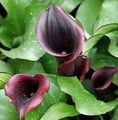 mynd Arum Lily Herbaceous Planta lýsing